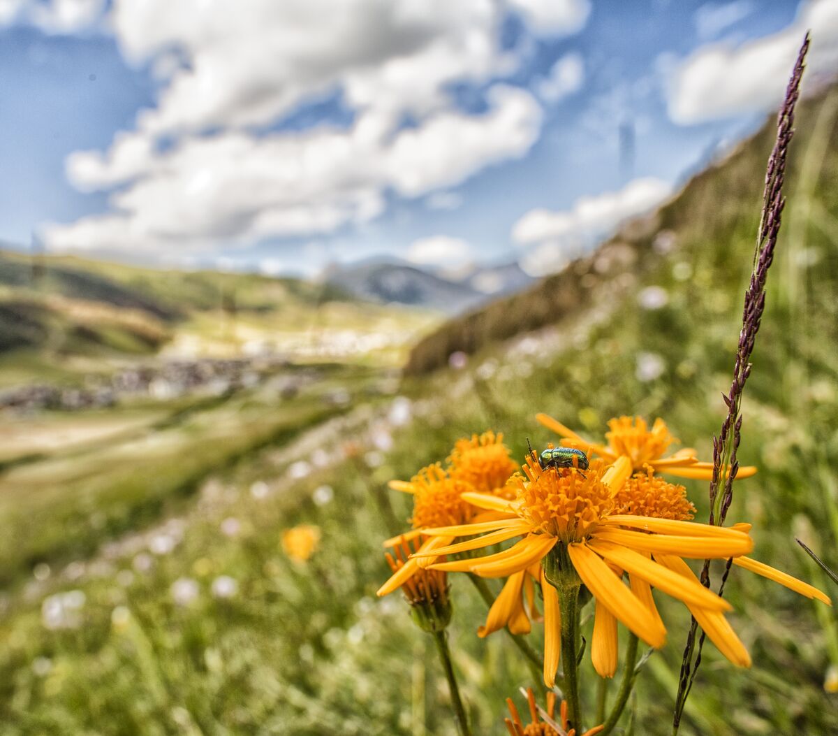 Fiori alpini di arnica a Livigno
