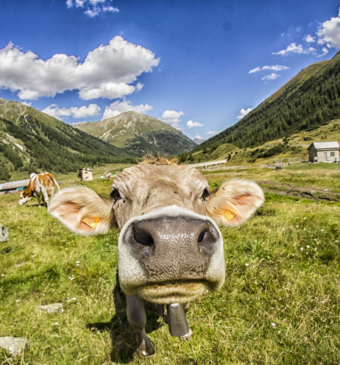 Mucche al pascolo negli alpeggi di Livigno